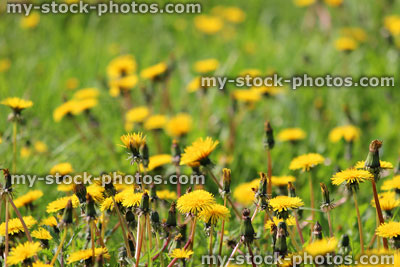 Stock image of dandelion flowers in a meadow (close up)
