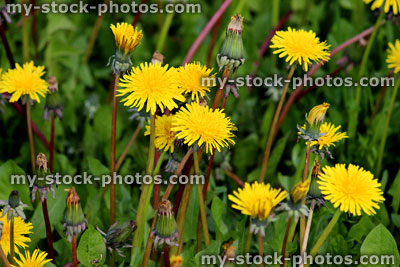 Stock image of dandelion flowers in a meadow (close up)