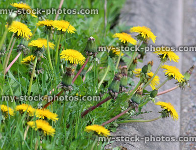 Stock image of dandelion flowers on a roadside (close up)