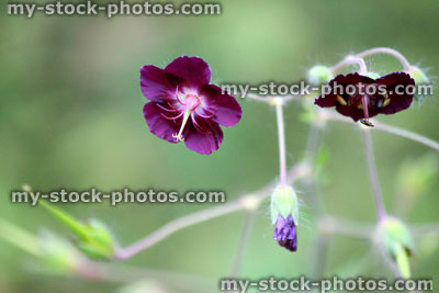 Stock image of dark purple geranium flowers (hardy English Geranium Phaeum 'Mourning Widow')