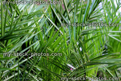 Stock image of leaves of Canary Island Date Palms (close up)