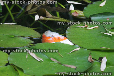 Stock image of dead fish in dirty garden pond, polluted water, koi carp