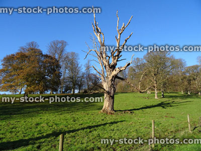 Stock image of dead tree trunk / branches of horse chestnut driftwood, blue sky