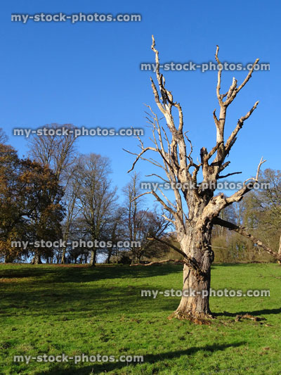 Stock image of dead tree trunk / branches of horse chestnut driftwood, blue sky