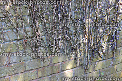 Stock image of dead ivy cut off, climbing up wall, damaging brickwork