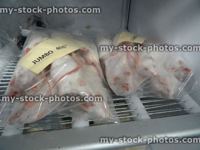 Stock image of frozen rats / white mice, reptile food for snakes