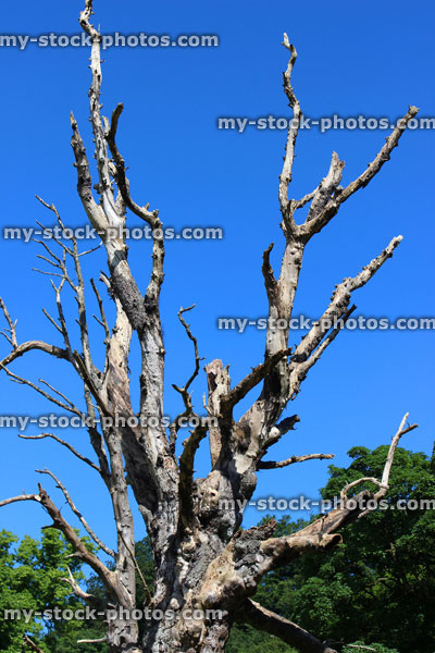 Stock image of isolated dead tree trunk / branches of horse chestnut driftwood, sky