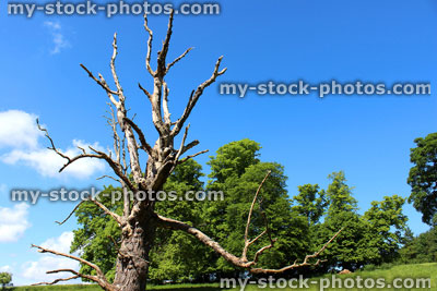 Stock image of driftwood branches of dead horse chestnut tree against blue sky