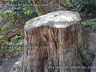 Stock image of large tree trunk sawn in half, counting rings