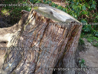 Stock image of tree felled by tree surgeon, cut / chopped down