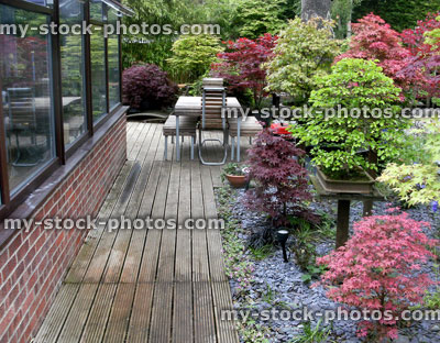 Stock image of bonsai trees in a garden next to conservatory 