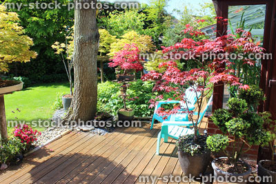Stock image of timber decking, green lawn, Japanese maples in back garden