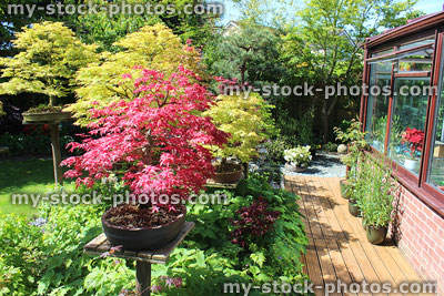 Stock image of Japanese maple bonsai trees on plinths, decking pathway