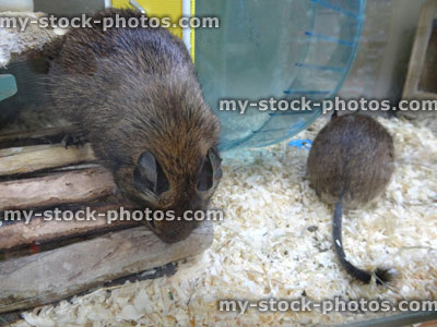 Stock image of tame, pet common degu rodents in glass tank (brush tailed rat)