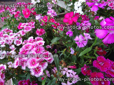 Stock image of pink dianthus flowers / carnations, garden bedding