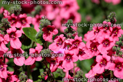 Stock image of pink diascia elegans flowers in summer garden border