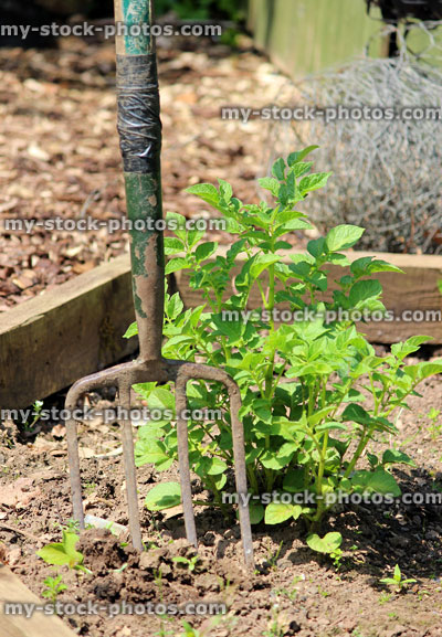 Stock image of damaged old garden fork in soil of vegetable garden plot