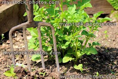 Stock image of rusty old garden fork in soil of vegetable garden plot