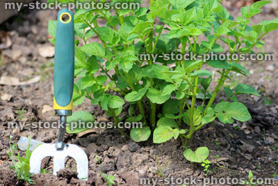 Stock image of small garden fork in vegetable garden allotment soil