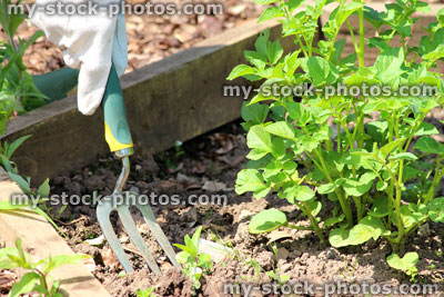 Stock image of small garden fork in vegetable garden allotment soil
