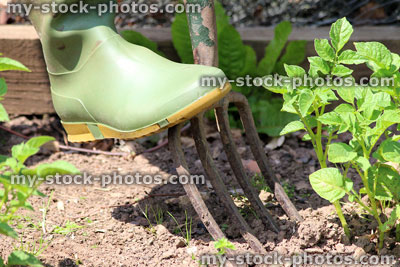 Stock image of gardener digging up potatoes with rusty fork, vegetable garden / plot
