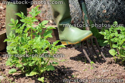 Stock image of gardener digging in vegetable garden with old fork / vegetable garden