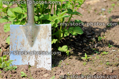 Stock image of stainless steel spade, digging in vegetable garden allotment