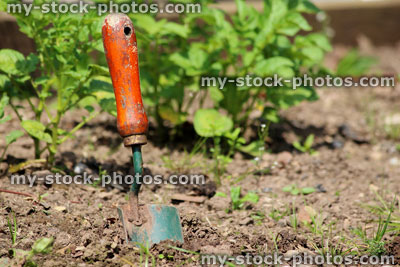 Stock image of green metal hand trowel in vegetable garden, wooden handle