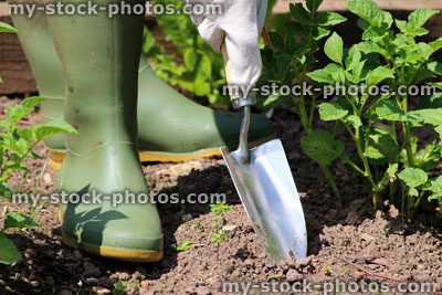 Stock image of gardener weeding vegetable garden with hand trowel, wellies