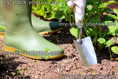 Stock image of gardener weeding vegetable garden with hand trowel, wellies
