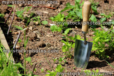 Stock image of stainless steel hand trowel in vegetable garden, wooden handle
