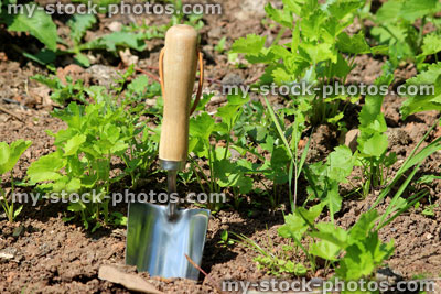 Stock image of stainless steel hand trowel in vegetable garden, wooden handle