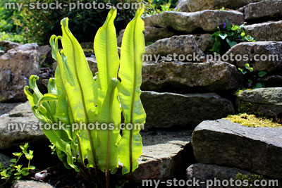 Stock image of dock leaf fern lit by sunshine, rock garden