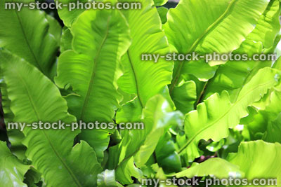 Stock image of green dock leaf fern leaves in sunshine