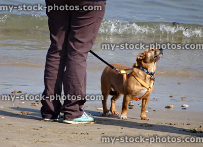 Stock image of mongrel cross breed dog on beach, corgi lab mixture