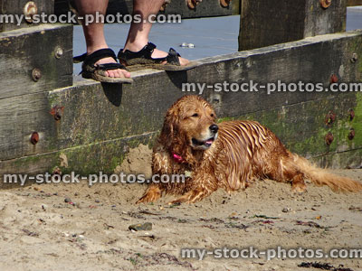 Stock image of orange Golden Retriever Labrador dog on beach, owners feet