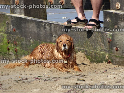 Stock image of wet, long haired orange Golden Retriever Labrador dog on beach