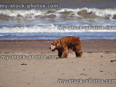 Stock image of golden cocker spaniel dog on beach with wet fur