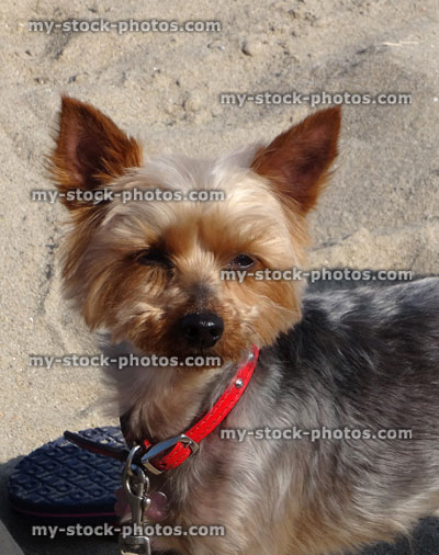 Stock image of miniature Yorkshire terrier dog on sandy beach (Yorkie)