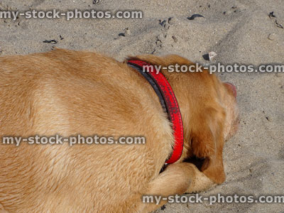 Stock image of orange / golden Labrador dog sleeping on beach, red collar