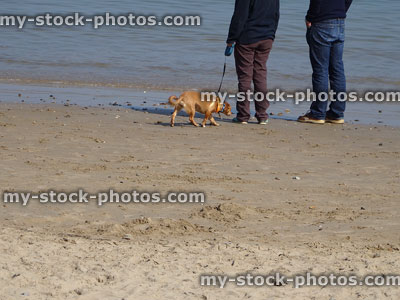 Stock image of small corgi cross mixed breed dog walking on beach