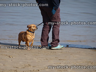 Stock image of mongrel mixed breed dog on harness lead, walking on beach