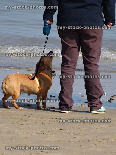 Stock image of mixed breed mongrel dog on seaside beach, harness lead