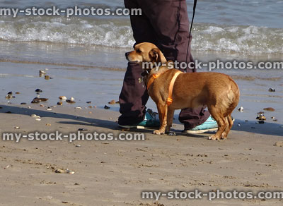 Stock image of brown lab corgi mix dog (mongrel) on beach sand