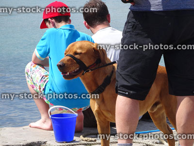 Stock image of orange Labrador Retriever dog wearing harness / head halter muzzle