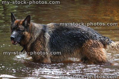 Stock image of German shepherd dog / Alsatian splashing, playing, swimming in river