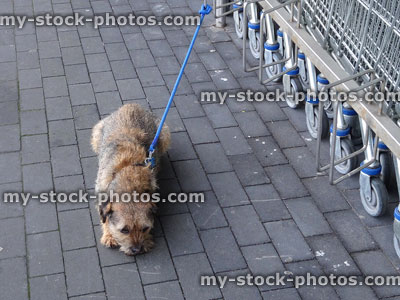 Stock image of border terrier dog on lead, tied up outside supermarket