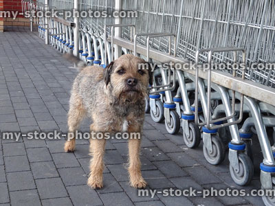 Stock image of small border terrier dog waiting outside supermarket shop