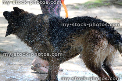 Stock image of wet German shepherd dog (Alsatian) shaking itself dry after swimming