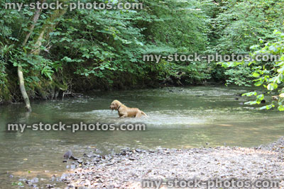 Stock image of golden Labrador / retriever enjoying walk, playing and swimming in river